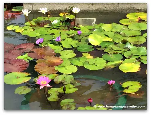 Lotus Ponds at the Chi Lin Nunnery Lotus Ponds at the Chi Lin Nunnery