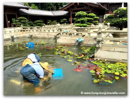 All courtyards, ponds are meticulously maintained at the Chi Lin Nunnery All courtyards, ponds are meticulously maintained at the Chi Lin Nunnery