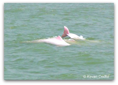 Pink Dolphins Pink Dolphins