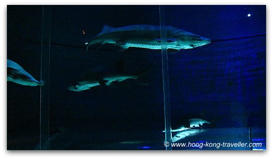 Chinese Sturgeon Aquarium Ocean Park Chinese Sturgeon Aquarium Ocean Park