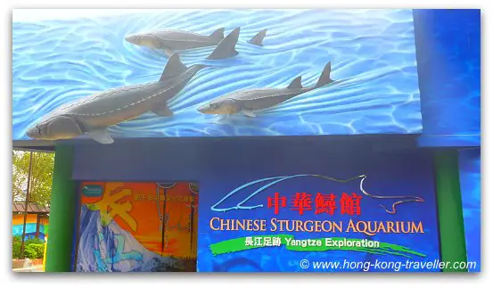 Chinese Sturgeon Aquarium Ocean Park Chinese Sturgeon Aquarium Ocean Park