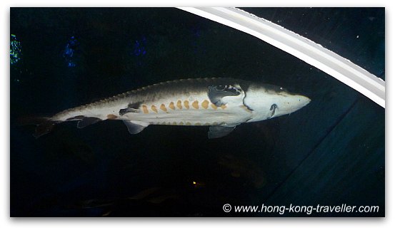Chinese Sturgeon Ocean Park Chinese Sturgeon Ocean Park