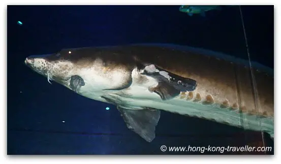 Chinese Sturgeon Ocean Park Chinese Sturgeon Ocean Park