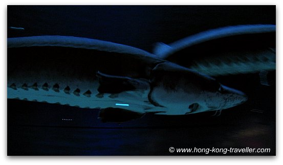 Chinese Sturgeons Chinese Sturgeons