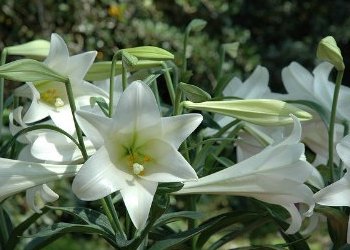 Easter Lillies Easter Lillies