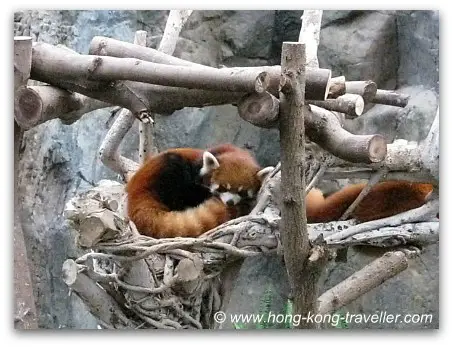 Red Pandas at OCean Park Red Pandas at Ocean Park