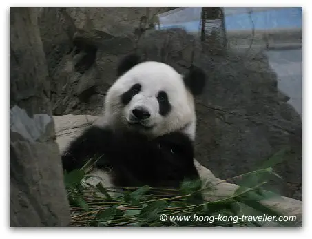 Cute Pandas at Ocean Park Cute Pandas at Ocean Park