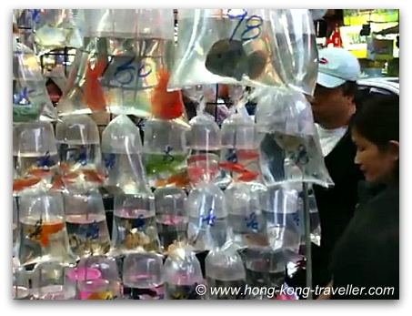 Hong Kong Goldfish Market Hong Kong Goldfish Market