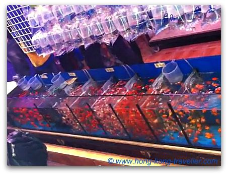 Hong Kong Goldfish Market Hong Kong Goldfish Market