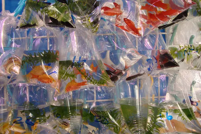Hong Kong Goldfish Market Hong Kong Goldfish Market