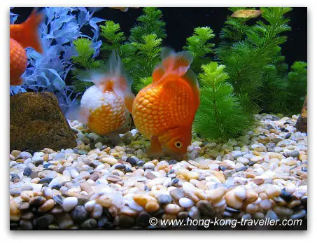 Goldfish Tank Hong Kong Goldfish Tank
