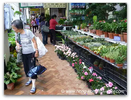 Hong Kong Flower Market Stands Hong Kong Flower Market Stands