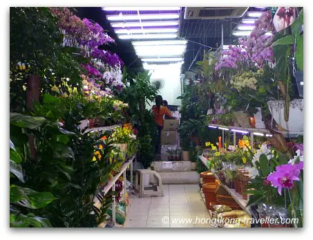Hong Kong Flower Market Stands Hong Kong Flower Market Stands