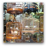 Hong Kong Markets: Bird Market Hong Kong Markets: Bird Market