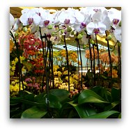 Hong Kong Markets: Flower Market Hong Kong Markets: Flower Market