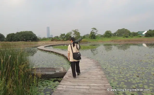 Mai Po Marshes in the New Territories Birdwatcher with scope at the Mai Po Marshes