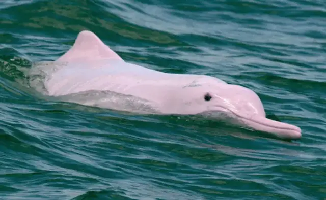 Pink Dolphins in Hong Kong Pink Dolphins in Hong Kong
