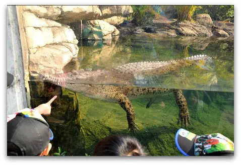 Hong Kong Wetland Park, Pui Pui the salt-water Crocodile Hong Kong Wetland Park, Pui Pui the salt-water Crocodile