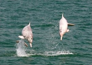 Pink Dolphins in Hong Kong Pink Dolphins in Hong Kong