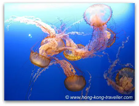 Jelly Fish Aquarium Ocean Park Jelly Fish Aquarium Ocean Park