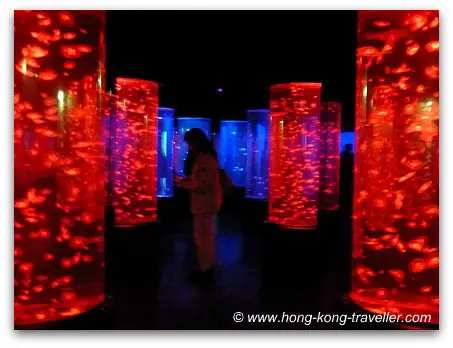Jelly Fish Tanks Ocean Park Jelly Fish Tanks Ocean Park