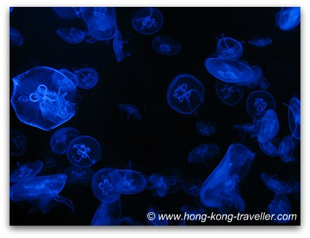 Jelly Fish Tanks Ocean Park Jelly Fish Tanks Ocean Park