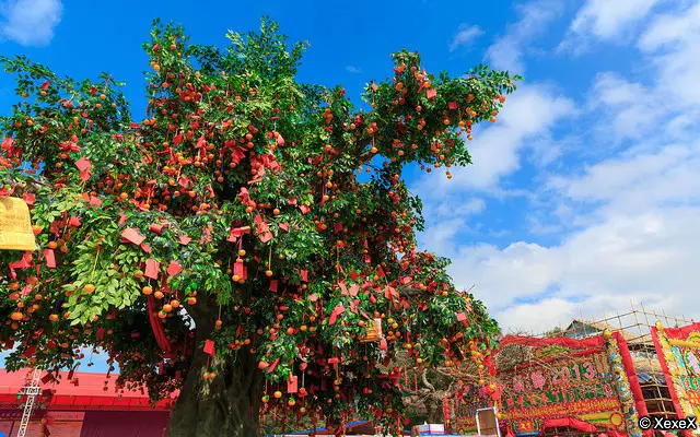 Lam Tsuen Wishing Tree Lam Tsuen Wishing Tree