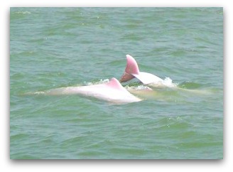 Pink Dolphins off Lantau Island Pink Dolphins off Lantau Island