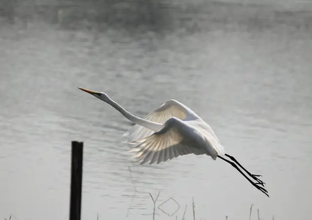 Egret in marshes Egret in marshes