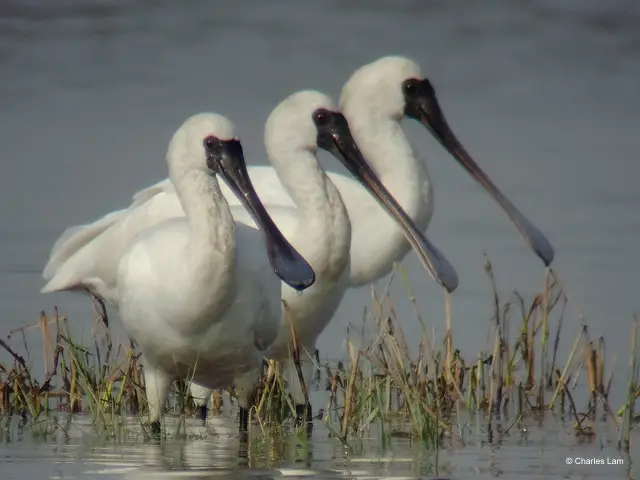 A trio of Black-Faced Spoonbills at Mai Po Nature Reserve A trio of Black-Faced Spoonbills at Mai Po Nature Reserve