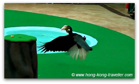 Ocean Park Bird Show Ocean Park Bird Show