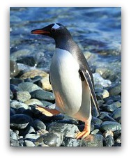 Ocean Park Polar Adventure King Penguin Ocean Park Polar Adventure King Penguin