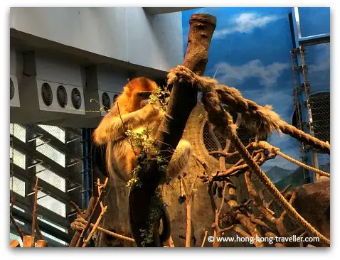 Golden Snub-Nosed Monkey at Ocean Park Golden Snub-Nosed Monkey at Ocean Park