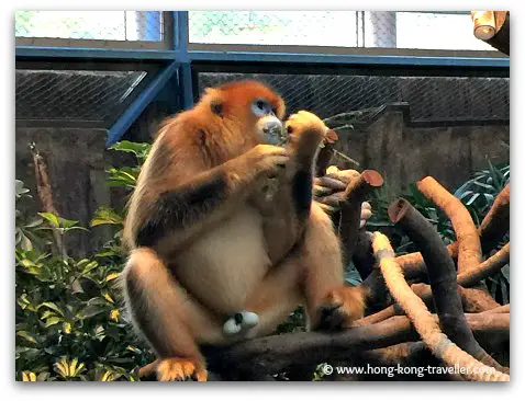 Golden Snub-Nosed Monkey at Ocean Park Golden Snub-Nosed Monkey at Ocean Park