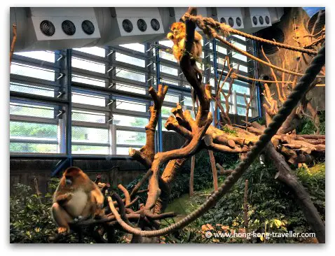 Golden Snub-Nosed Monkey at Ocean Park Golden Snub-Nosed Monkey at Ocean Park