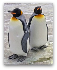 Ocean Park Polar Adventure King Penguin Ocean Park Polar Adventure King Penguin