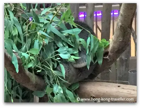 Koalas at Ocean Park Koalas at Ocean Park