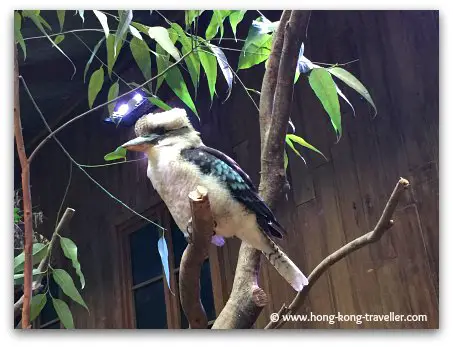 Laughing Kookaburra at Ocean Park Laughing Kookaburra at Ocean Park