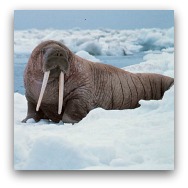 Ocean Park Polar Adventure Pacific Walrus Ocean Park Polar Adventure Pacific Walrus