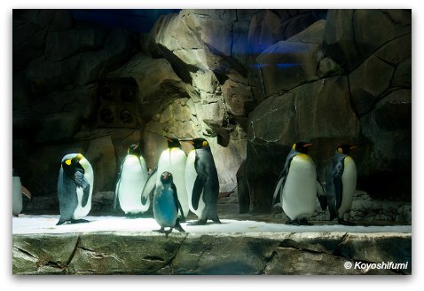 Penguins at Ocean Park Polar Adventure Penguins at Ocean Park Polar Adventure