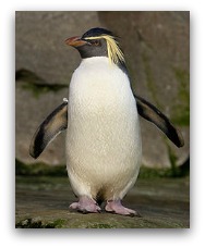 Ocean Park Polar Adventure King Penguin Ocean Park Polar Adventure King Penguin