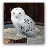 Ocean Park Polar Adventure Snowy Owl Ocean Park Polar Adventure Snowy Owl