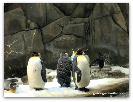 Ocean Park South Pole Spectacular King Penguins Ocean Park South Pole Spectacular King Penguins
