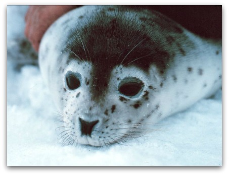 Ocean Park North Pole Encounter Spotted Seal Ocean Park North Pole Encounter Spotted Seal