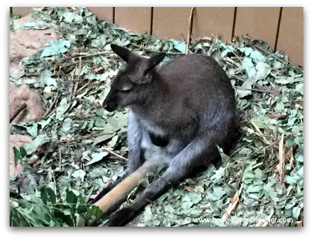 Red Necked Wallabies at Ocean Park Red Necked Wallabies at Ocean Park