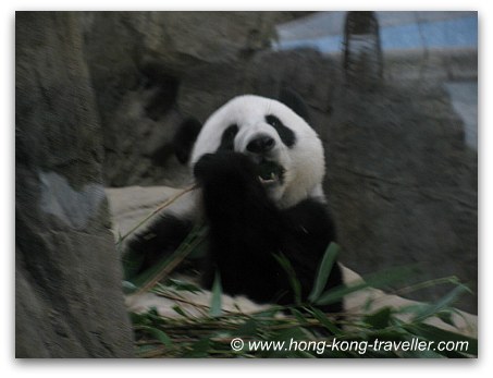 Panda Pics: Giant Panda Eating Bamboo Panda Pics: Giant Panda Eating Bamboo
