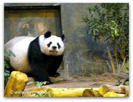 Panda Pics: Giant Panda Strolling Panda Pics: Giant Panda Strolling