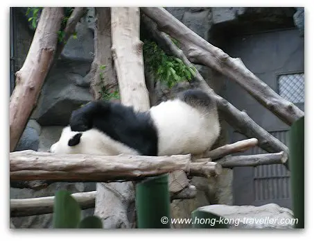 Panda Pics: Giant Panda Snoozing Panda Pics: Giant Panda Snoozing