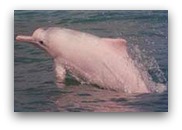 Pink Dolphins Pink Dolphins