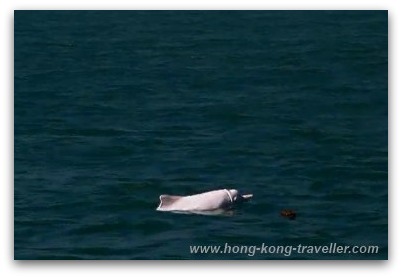 Pink Dolphins Pink Dolphins